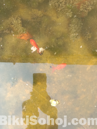 Butterfly goldfish